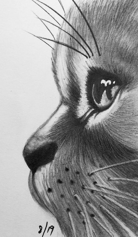 Animal Pencil Drawings Easy, Cat Drawing Charcoal, Charcoal Sketches For Beginners, Cat Drawing Sketches Easy, Cat Pencil Drawings, Easy Realistic Drawings For Beginners, Cat Sketch Pencil, Grey Cat Drawing, Cat Pencil Sketch