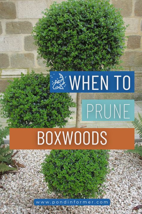 Boxwoods respond well to pruning in late winter or early spring when they have plenty of time to sprout new growth and recoup from the loss of development. If you time your boxwoods correctly, they will remain healthy and retain their intended shape.   #Boxwoods #GardeningAdvice #HealthyPlants #LandscapeDesign #PruningTips #GardenMaintenance #ShrubCare Pond Netting, Lush Plants, Pond Aerator, Boxwood Hedge, Pond Filters, Floating Plants, Perennial Shrubs, Garden Maintenance, Gardening Advice