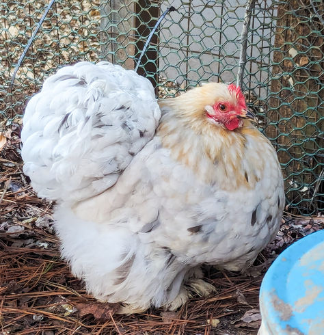 Cochin Bantam, Fluffy Chickens, Cochin Chickens, Fluffy Chicken, Ranch Living, Bantam Chickens, Chicken Pictures, Fancy Chickens, Chicken Bird