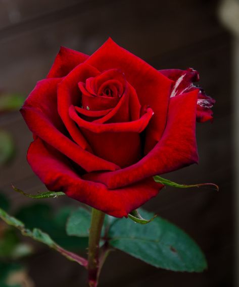 Rose Reference, Single Red Rose, Rose Flower Pictures, Mother Love, Beautiful Red Roses, Rose Images, Rose Photos, Rose Photography, Purple Rose