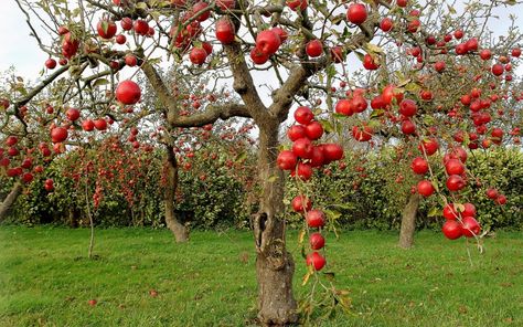 Matka Natura, Apple Farm, Red Apples, Tree Photography, Down On The Farm, Apple Orchard, Harvest Time, Exotic Fruit, Apple Picking