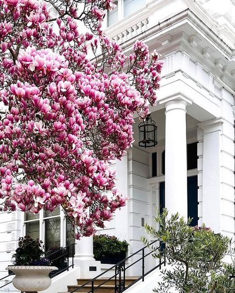 Magnolia vs. Tulip Tree: All the Differences | Balcony Garden Web Black Tulip Magnolia Tree, Magnolia Tree Landscaping, Tulip Poplar Tree, London In Spring, Magnolia Garden, Tulip Magnolia, Tulip Tree, Magnolia Gardens, Poplar Tree