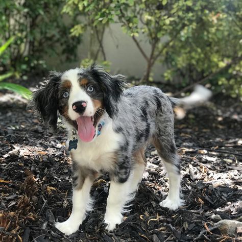 Mixed Dogs, Cairn Terrier Mix, Australian Cattle Dog Mix, Dog Breed Names, Puppy Mix, Cocker Spaniel Mix, American Bulldog Mix, American Bull, Shepherd Dog Breeds