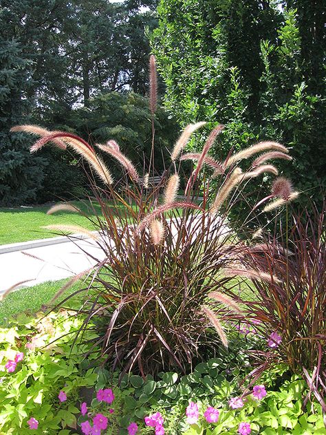 Tiger Grass Landscaping, Purple Fountain Grass Landscape, Fountain Grass Landscaping, Pennisetum Rubrum, Red Fountain Grass, Pennisetum Setaceum, Glen Echo, Low Water Gardening, Alpine Garden