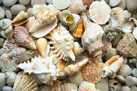 How to Clean Sea Shells and Restore Color - Oh So Spotless How To Clean Coral From The Beach, How To Clean Seashells From The Beach, Cleaning Seashells How To, How To Make Shells Shine, How To Clean Sea Shells, How To Clean Shells From The Beach, How To Clean Shells, How To Clean Sea Shells From The Beach, How To Display Sea Shells