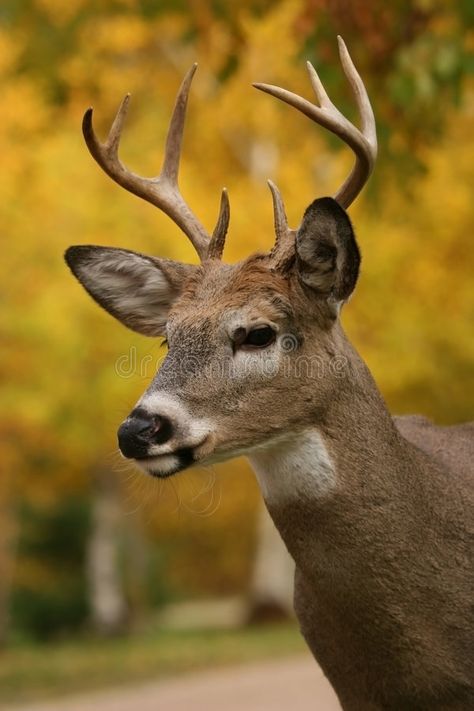 Male white tail deer. A vertical buck head shot portrait , #Ad, #tail, #deer, #Male, #white, #vertical #ad Male Deer, White Tail Deer, Deer Photography, Fawns Deer, Whitetail Bucks, Fallow Deer, Deer Buck, Theme Nature, Roe Deer