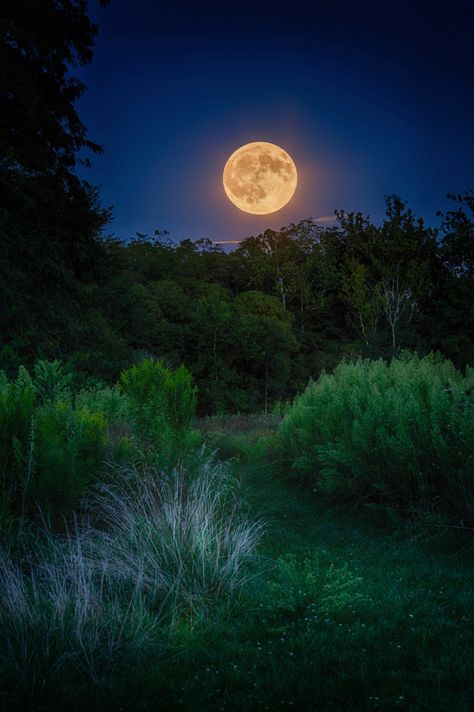 Corn Moon, Orange Moon, Shoot The Moon, Moon Photos, Sky Moon, Moon Pictures, Moon Photography, Good Night Moon, Airbrush Art