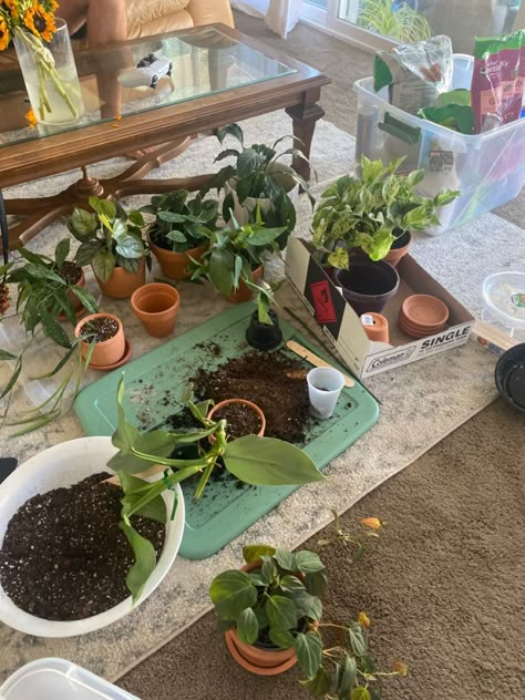 Plant Care Aesthetic, Taking Care Of Plants Aesthetic, Plant Pot Aesthetic, Planting Aesthetic, Repotting House Plants, House Plants Aesthetic, Take Care Of Plants, Plants Everywhere, Plant Repotting