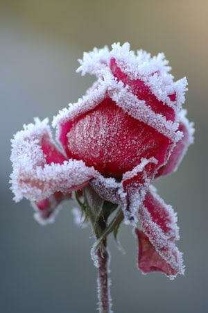 Frozen Rose, Winter Rose, 카드 디자인, Colorful Roses, Christmas Rose, Winter Beauty, Winter Wonder, Baby Cold, Winter Garden