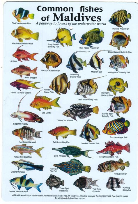 Fishes of the Maldives Identification Chart (water resistant laminated card) Fish Chart, Fish Images, Reef Fish, Salt Water Fish, Fishing Pictures, Fish Illustration, Beautiful Sea Creatures, Marine Fish, Types Of Fish