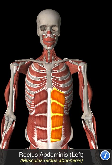 Musculus Rectus Abdominis Rectus Abdominis, Anatomy, Gym