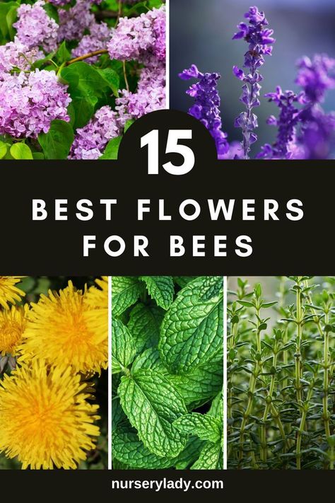 Flowers for bees -
Bee attracting flowers -
Pollinator plants -
Garden inspiration -
Plant care tips -
Bee garden -
Blooming beauties -
Bee-friendly garden -
Bee-friendly flowers -
Pollinator-friendly plants -
Bee garden landscaping -
Nectar-rich blossoms -
Garden design -
Horticultural recommendations -
Botanical diversity -
Plant cultivation - Best Flowers For Bees, Flowers For Bees, Bee Attracting Flowers, Bee Friendly Flowers, Bee Friendly Plants, Bee Friendly Garden, Best Flowers, Bee Garden, Attracting Bees