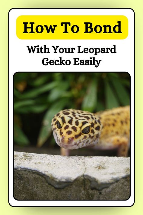 We get it, as a loving pet owner, you just want to bond with your leopard gecko and be able to at least hold it for a while without it getting all squirmy and stressed out. We are here to help you achieve that! The best approach to easily bond with your leopard gecko is Remi Lebeau, Leopard Gecko Diy, Spotted Gecko, Leopard Gecko Habitat, Leopard Gecko Tank, Gecko Habitat, Gecko Food, Leopard Geckos, Terrarium Ideas