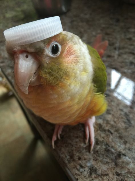 Pineapple conure Pineapple Conure Birds, Humpday Humor, Pineapple Conure, Conure Bird, Conure Parrots, Bird Mom, Funny Parrots, Exotic Bird, Funny Birds