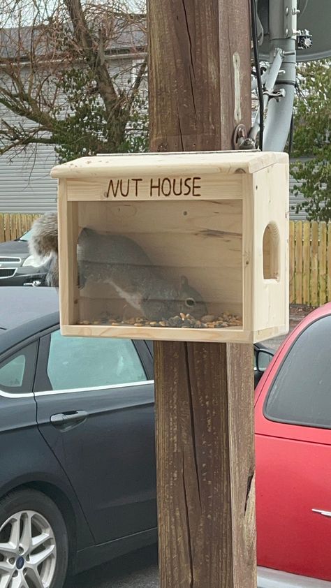 Sit back and have some backyard enjoyment, watching the squirrels come to your large customized feeder daily for food and treats. This feeder is handcrafted with 3/4 inch white pine. This feeder has two large side cut outs, one on each side with dimensions of 2.75"W X 3.375"H for squirrel access. This also has a larger plexiglass (12.375"W X 8.125"H) installed on the front for better viewing of the squirrels eating and retrieving their treats. This plexiglass is also removable if changing it is Squirrel Feeder Diy, Squirrel Home, Backyard Birds Sanctuary, Squirrel Feeders, Bird Houses Ideas Diy, Squirrel Feeder, Homemade Bird Feeders, Nut House, Bird House Plans