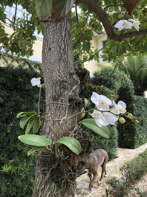 Yesterday I posted the orchids blooming on my palm trees. You can see the roots much better in this photo not to mention my garden assistant. Orchid Growing On Trees, Orchid On Tree Trunk, Orchid On Tree, Orchids On Trees, Mounting Orchids, Epiphytic Plants, Orchid Painting, Hanging Orchid, Orchids Painting