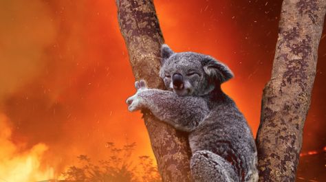 The widespread wildfires in Australia are having disastrous effects on Australian wildlife. These immediate issues will soon turn into long-term effects for the future with their habitats and food sources depleted. The Morris Animal Foundation, a global leader in advancing animal health, says they’ll allocate $1 million dollars for scientific research grants that will fund major studies to help. Deforestation Animals, Animal Extinction, Veterinary Science, Fire Stock, Australia Animals, Australian Wildlife, Animal Health, Ap Art, Environmental Issues