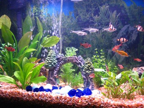 Setting up a freshwater aquarium is not as hard as you might think! Need some helpful advice? Are you new to this hobby but need a few starter tips? Whether you're a beginner or an aquarium enthusiast, you've come to the right place! Proper water... Saltwater Aquarium Beginner, Best Aquarium Filter, Aquarium Set, Tropical Fish Aquarium, Tropical Freshwater Fish, Fresh Water Fish Tank, Tropical Aquarium, Freshwater Aquarium Fish, Fish Aquarium