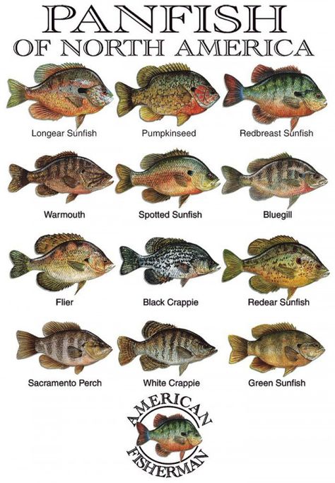 Panfish of North America #fishing #fishing #tips Fish Chart, Crappie Fishing Tips, Alaska Fishing, Fishing Birthday Party, Fishing 101, Fishing Rigs, Crappie Fishing, Salmon Fishing, Types Of Fish