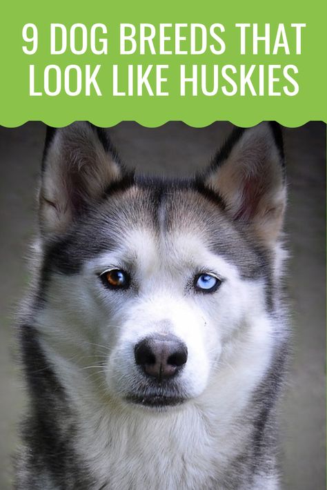 Always wondered if there are dog breeds that look like huskies? Discover 9 dog breeds that are very husky-like by clicking on the image! #dogs #dogbreeds #dogslikehuskies #husky #huskies #dog Husky Cross Breeds, Husky Mix Breeds, Husky Facts, Siberian Husky Facts, Bernese Mountain Dog Mix, Miniature Husky, Husky Pet, Cat Fluffy, Husky Breeds