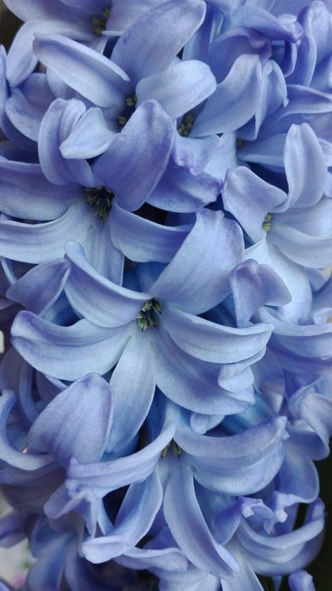 Scanned Art, Christmas Flower Decorations, Blue Hyacinth, Hyacinth Flowers, Lavender Wedding, Garden Trees, Periwinkle Blue, Garden Gates, Flower Beauty