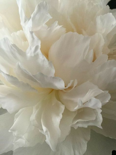 Flowers Peonies, White Peonies, Deco Floral, Shades Of White, Flower Photos, White Aesthetic, White Flower, Flowers Photography, My Flower