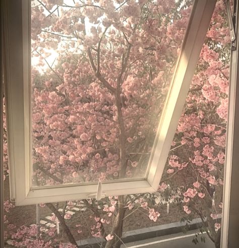 Pink Landscape Aesthetic, Muted Pink Aesthetic, Japan Pink Aesthetic, Pink Spring Aesthetic, Pink And Brown Aesthetic, Pink Scenery, Japan Icon, Japan Spring, Soft Pink Theme