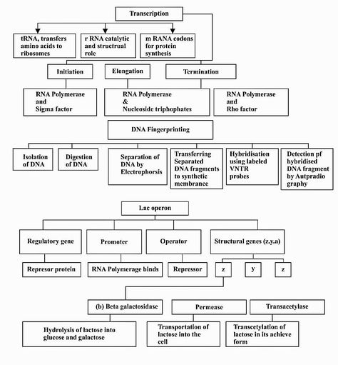 CLASS 12TH BIOLOGY CHAPTER- 6 MOLECULAR BASIS OF INHERITANCE NCERT QUICK REVISION NOTES FOR NEET AND CBSE EXAM Molecular Inheritance Notes, Class 12 Biology Notes Molecular Basis Of Inheritance, Neet Notes Biology Class 12, Class 12th Biology Notes, Molecular Basis Of Inheritance Notes, Class 12 Biology Notes, Molecular Basis Of Inheritance, Neet 2025, Botany Notes