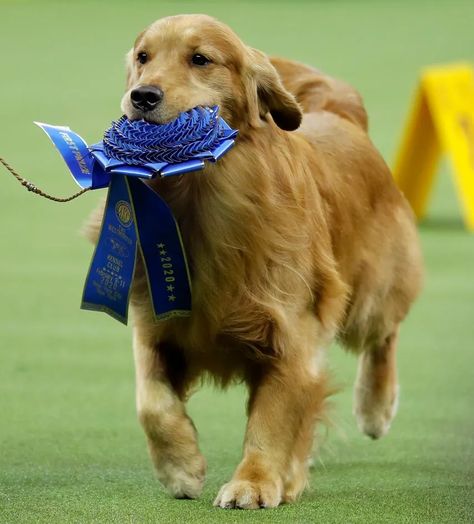 Westminster Dog Show, A Golden Retriever, Sporting Dogs, Retriever Puppy, Dogs Golden Retriever, Retriever Dog, Pitbull Dog, Dog Show, Family Dogs