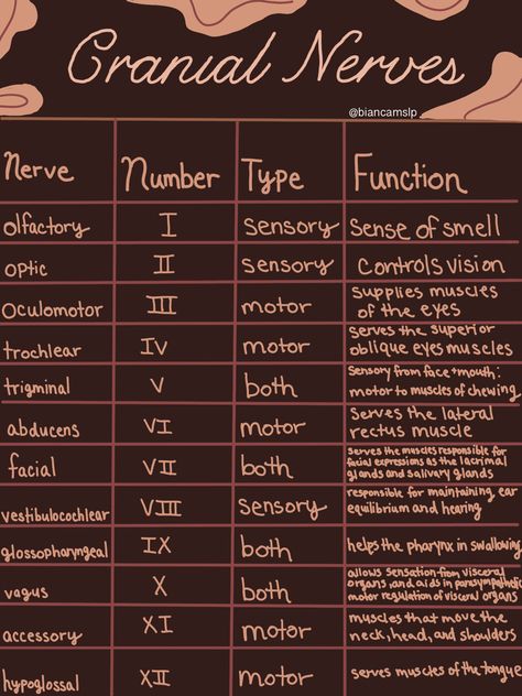 Cranial Nerves Diagram, Cranial Nerve Face Picture, Brain And Cranial Nerves Human Anatomy, Brain Nerves Anatomy, Neuro Anatomy Notes, Cranial Nerve Examination, Brain Notes Anatomy, Facial Nerves Anatomy, Cranial Nerves Mnemonic Cheat Sheets