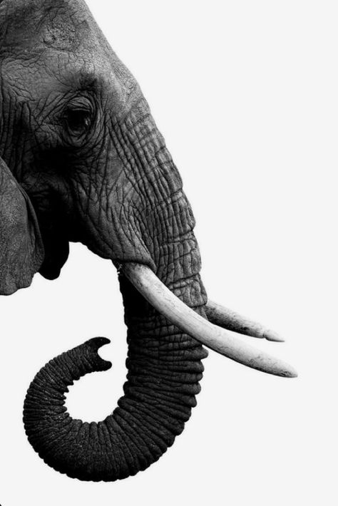 Perfect simple wallaper Elephant Black And White, Majestic Elephant, Personalized Gallery Wall, Elephant Photography, Elephant Poster, Fall Drawings, Elephants Photos, Wild Animals Pictures, Bel Art