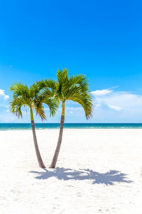 Palm Trees On Beach, Palm Trees Beach Photography, Palm Tree Pics, Palm Trees Photography, Beach Trees, Beach With Palm Trees, Palm Tree Photography, Palm Tree Pictures, Beach Tree