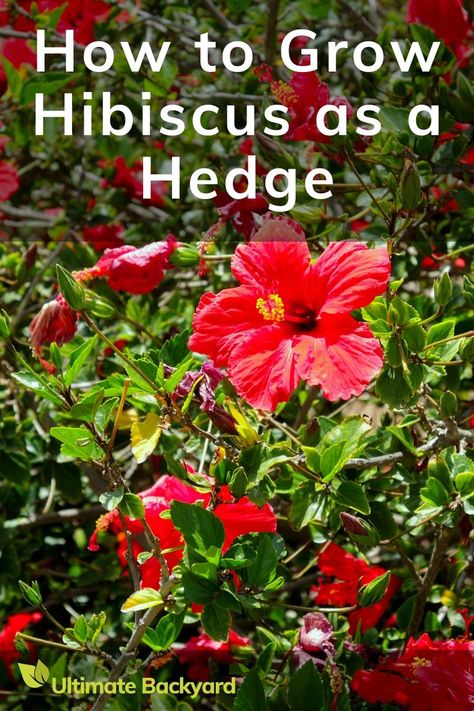 Hibiscus Hedge with flowers and leaves Hibiscus Hedge, Growing Hibiscus, Ultimate Backyard, How To Grow, A Rainbow, Hedges, Plant Care, Hibiscus, Outdoor Space