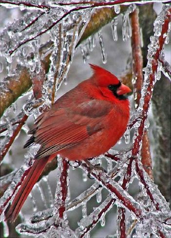 Bird Sitting, Northern Cardinal, Ice Storm, State Birds, Winter Bird, Cardinal Birds, Red Bird, All Birds, Backyard Birds