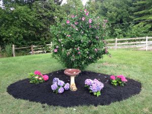 Rose of Sharon bush with Hydrangeas Rose Of Sharon Landscape Ideas, Rose Of Sharon Tree, Rose Of Sharon Bush, Front Yard Flowers, Hydrangea Landscaping, Front Yard Decor, Bush Garden, Small Yard Landscaping, Meditation Garden