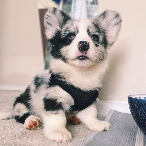 A Small, Puppies, Black And White, Dogs, White, Black