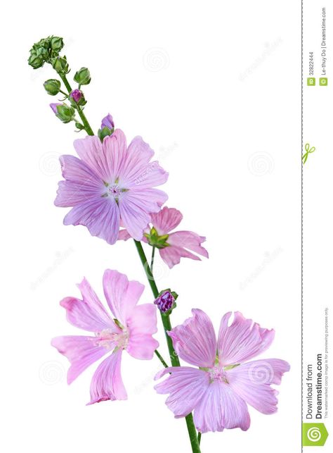 Malva Flower Tattoo, Malva Moschata, House Mural, Musk Mallow, Mallow Plant, Leila Duly, Mallow Flower, God Tattoos, Flower Stock