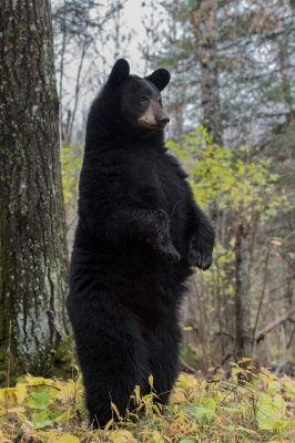 Gallery 4 | Bear Witness Images Animal Aesthetic, American Black Bear, Animals Tattoo, Tattoo Nature, Bear Bears, Bear Drawing, Funny Bears, Bear Pictures, Love Bear