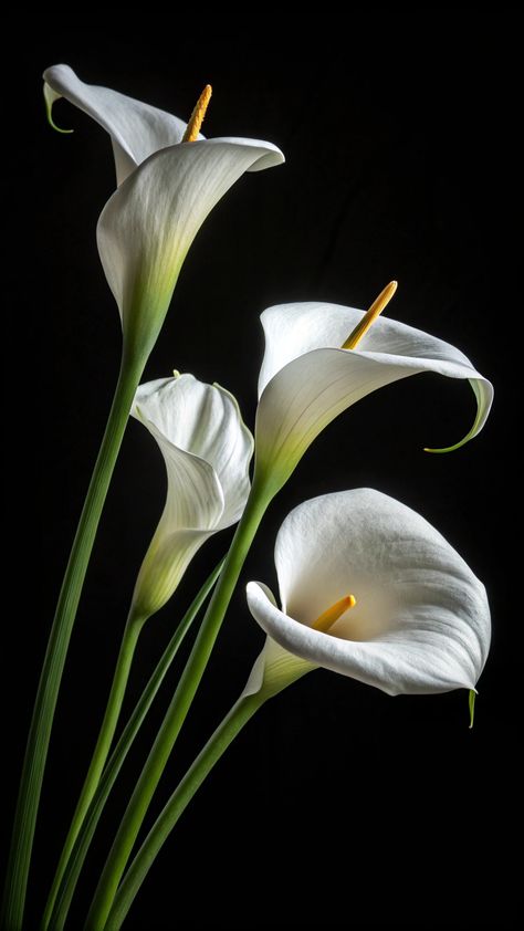 Pure Beauty: The Allure of white Calla Lilies White Calla Lily Aesthetic, Calla Flower, Dramatic Aesthetic, White Calla Lilies, White Calla Lily, Calla Lily Flower, Calla Lily Flowers, Flower Identification, New Flowers