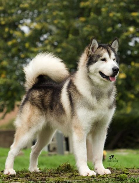 If you’re looking for the best name for a big dog, you have come to the right place. Utonagan Dog, Caine Husky, Malamute Husky, Background Grey, Malamute Dog, Malamute Puppies, Alaskan Husky, Psy I Szczenięta, Husky Mix