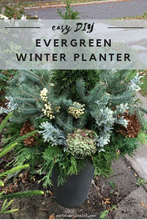 How To Make An Evergreen Winter Planter | Container Gardening Winter Plants For Pots Outdoors, Evergreen Planters, Winter Hanging Baskets, Porch Planter Ideas, Winter Front Porch Decor, Outside Planters, Front Porch Plants, Outdoor Christmas Planters, Holiday Planter