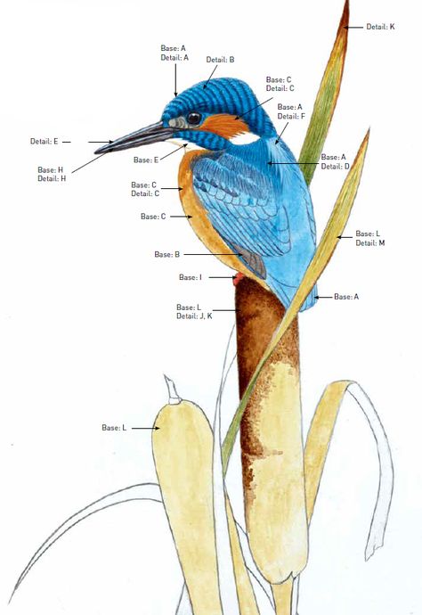 Paint a Kingfisher in watercolour Watercolour Kingfisher Paintings, Hyacinth Macaw Drawing, Watercolour Kingfisher, Kingfisher Illustration, Kingfisher Watercolor, Kingfisher Painting, Kingfisher Art, House Artwork, Bird Embroidery Pattern