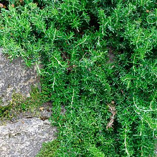 Rosmarinus officinalis 'Prostratus' A hardy, fast-growing evergreen shrub, creeping rosemary has a prostrate habit and attractive flowers and fragrance. Dark green leaves, to 2 inches long, are rich in aromatic oils and commonly used as a culinary herb. This plant is loved for its strong pinelike flavor and fragrance.  Ideal for a rock garden or the top of a dry wall. Makes an excellent groundcover. Care: Should be kept moist in well-drained soil and full sun. Creeping Rosemary, Plant Pallet, Rosemary Herb, Fast Growing Evergreens, Rosmarinus Officinalis, Fine Gardening, Evergreen Plants, Plant Ideas, Starter Plants