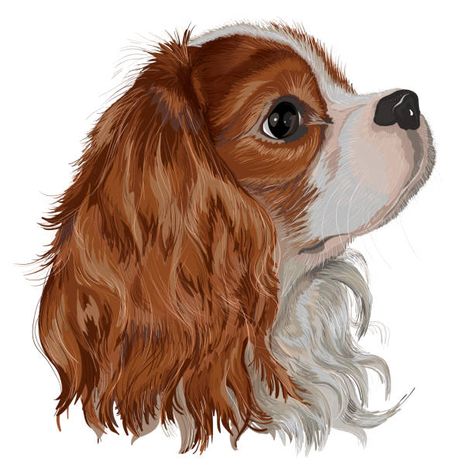 251 Cavalier King Charles Spaniel Illustrations & Clip Art - iStock Squishmallow Drawing, Dog Drawing Tutorial, Dog Caricature, Cavalier King Charles Spaniel Puppy, King Charles Spaniel Puppy, Charles Spaniel Puppy, Cavalier Dog, Cavalier King Charles Dog, Spaniel Art