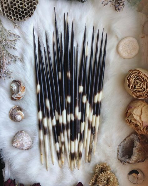 Just received these new ethically sourced African Porcupine quills today. I can’t wait to turn these into earrings for you guys!!! 🖤✨ Porcupine Aesthetic, Villain Clothes, African Porcupine, Villain Clothing, Porcupine Quills, African Home Decor, Heart Emoji, Animal Bones, Collage Art Mixed Media