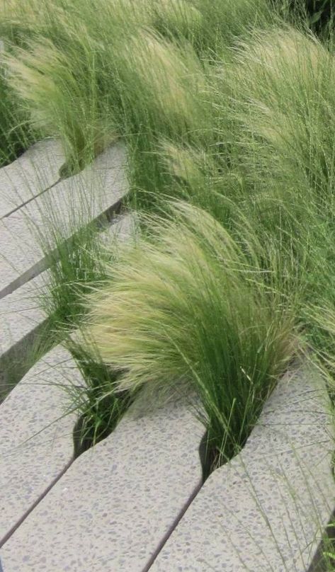 Mexican Feather Grass Care, Elephant Grass Plants, Feather Grass Landscaping, Beach Grass Landscaping, Mexican Feather Grass Landscaping, Grass Garden Landscaping, Poolside Plants, Grass Planting, Mexican Fan Palm