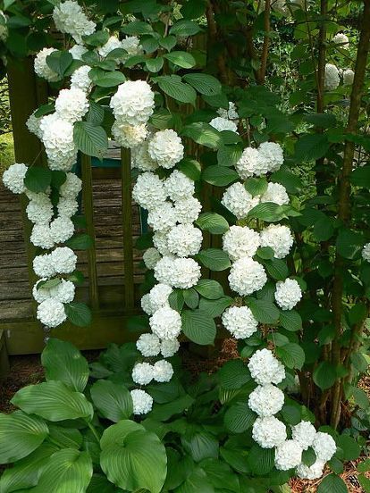 What is the name of this plant? | Hometalk Hydrangea Seeds, Cheap Landscaping Ideas, Climbing Flowers, Climbing Hydrangea, White Hydrangeas, Garden Vines, Hydrangea Garden, Planting Hydrangeas, Garden Shrubs