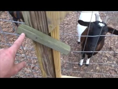 EASY and CHEAP homestead hacks: gates, fences, and latches - YouTube Homestead Hacks, Sheep Fence, Diy Gate, Rolled Fencing, Chicken Wire Fence, Diy Garden Fence, Gate Latch, Diy Fence, Wire Fence