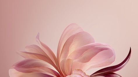 Pink Wallpaper Aesthetic For Laptop, Laptop Backround Pink, Pink Backrounds Ipad, Laptop Theme Wallpaper, Flower Wallpapers For Laptop, Pink Flower Macbook Wallpaper, Laptop Wallpaper Chromebook, Macbook Wallpaper Aesthetic Flowers, Flower Wallpaper Aesthetic Laptop