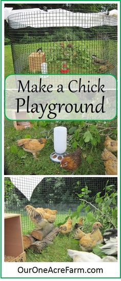 Baby chicks benefit from a time outdoors from a few days old, weather permitting. Create a stimulating, moveable playground and watch them play! Make one like my playground, or use what you have on hand to fashion something similar.